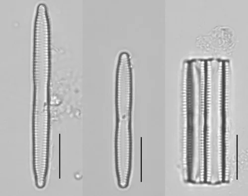 Fragilaria mesolepta
