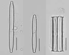 Fragilaria mesolepta thumbnail 1
