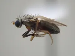 Trixoscelis flavida thumbnail 2