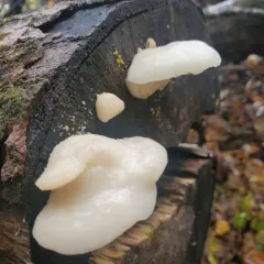 White Cheese Polypore thumbnail 3