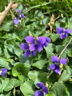 dooryard violet thumbnail 2