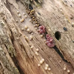 Helicogloea compressa thumbnail 3