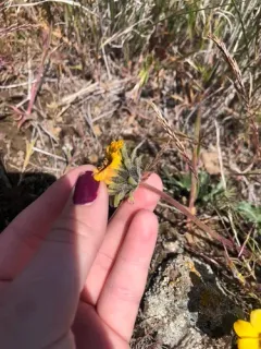 Rosy Balsamroot thumbnail 3
