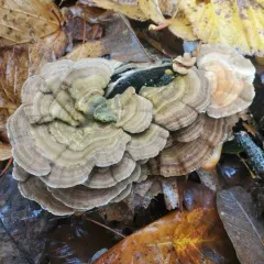 Gilled Polypore thumbnail 4