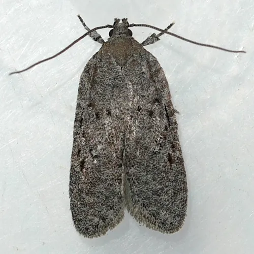 Exaeretia scabella