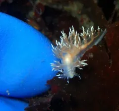 Kamchatka Dendronotid thumbnail 4