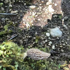 Morchella norvegiensis thumbnail 1