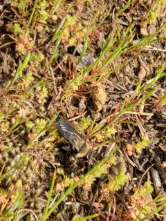 Black-banded Mining Bee thumbnail 3