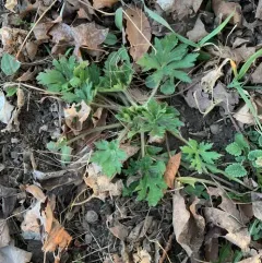 bulbous buttercup thumbnail 3