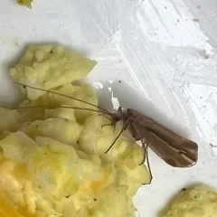 Subboreal Northern Caddisfly thumbnail 4