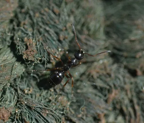 New World Black Ant