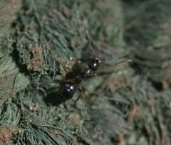 New World Black Ant thumbnail 1
