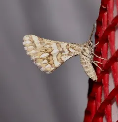 Green Broomweed Looper Moth thumbnail 1