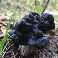 Oak-loving Elfin Saddle thumbnail 4