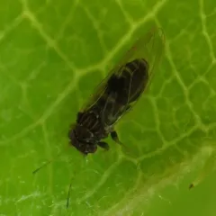 Pear Sucker thumbnail 4