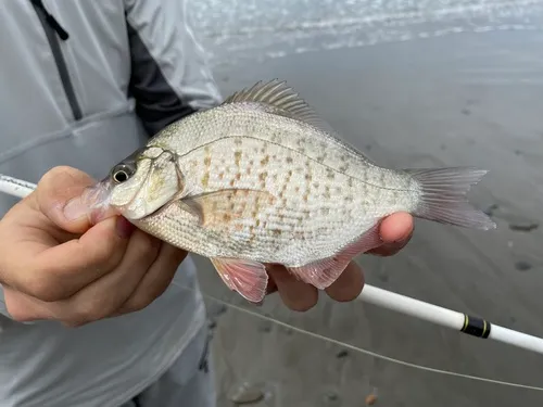Calico Surfperch