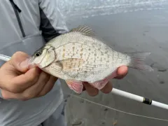 Calico Surfperch thumbnail 1