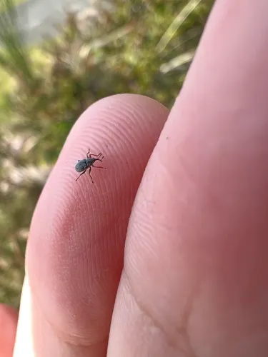 Gorse Seed Weevil