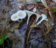 Singerocybe adirondackensis thumbnail 2