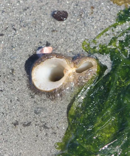 Pacific Geoduck