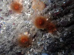 Caryophyllia alaskensis thumbnail 1