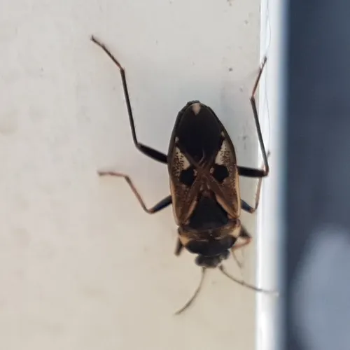 bright-spotted groundbug