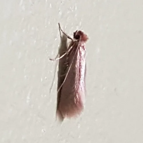 Webbing Clothes Moth