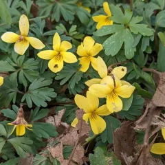 Shelton's Violet thumbnail 1