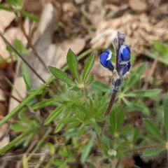 Miniature Lupine thumbnail 1