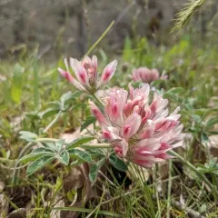 bighead clover thumbnail 1