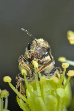 Narrow-legged Miner Bee thumbnail 2