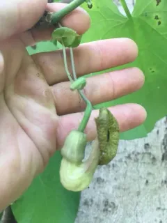 pipevine thumbnail 2