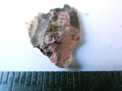 Tulasnella violea thumbnail 2