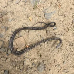 Northwestern Garter Snake thumbnail 3