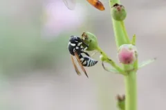 Euodynerus exoglyphus thumbnail 4