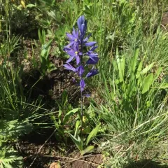small camas thumbnail 4