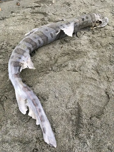 Leopard Shark