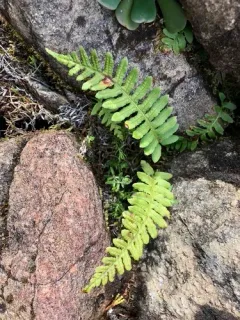 California Polypody thumbnail 2