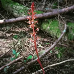 spotted coralroot thumbnail 4