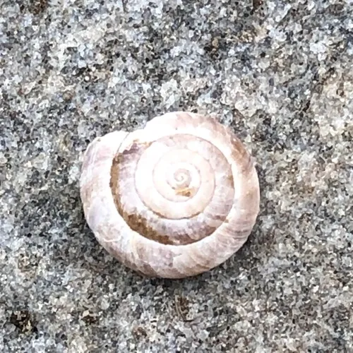 Hairy Snail