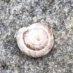 Hairy Snail thumbnail 1