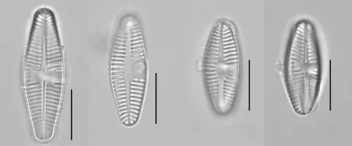 Planothidium lanceolatum