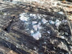 Myriococcum praecox thumbnail 3