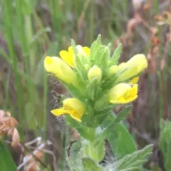 Yellow Glandweed thumbnail 1