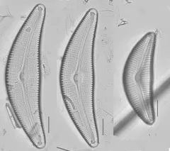 Cymbella proxima thumbnail 2