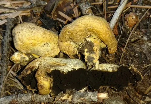 Unopened Agaricus