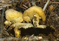 Unopened Agaricus thumbnail 1