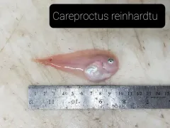 Sea Tadpole thumbnail 3