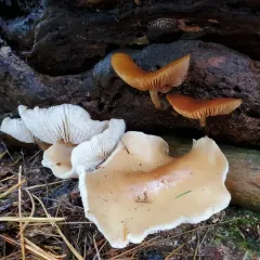 Oak-loving Gymnopus thumbnail 4