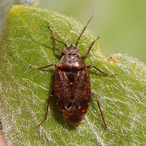 Salignus tahoensis